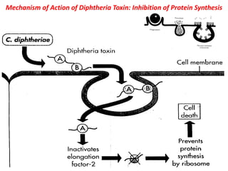 Mechanism of Action of Diphtheria Toxin: Inhibition of Protein Synthesis
 
