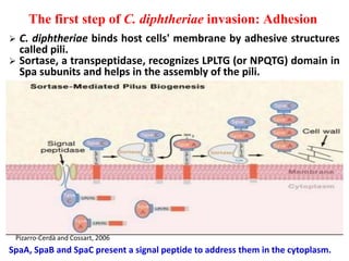 The first step of C. diphtheriae invasion: Adhesion
 C. diphtheriae binds host cells' membrane by adhesive structures
called pili.
 Sortase, a transpeptidase, recognizes LPLTG (or NPQTG) domain in
Spa subunits and helps in the assembly of the pili.
SpaA, SpaB and SpaC present a signal peptide to address them in the cytoplasm.
Pizarro-Cerdà and Cossart, 2006
 