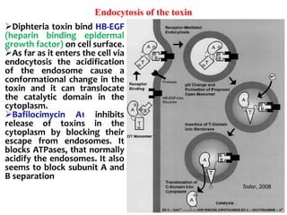 Endocytosis of the toxin
Diphteria toxin bind HB-EGF
(heparin binding epidermal
growth factor) on cell surface.
As far as it enters the cell via
endocytosis the acidification
of the endosome cause a
conformational change in the
toxin and it can translocate
the catalytic domain in the
cytoplasm.
Bafilocimycin A1 inhibits
release of toxins in the
cytoplasm by blocking their
escape from endosomes. It
blocks ATPases, that normally
acidify the endosomes. It also
seems to block subunit A and
B separation
Todar, 2008
 