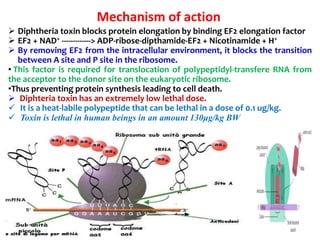 Mechanism of action
 Diphtheria toxin blocks protein elongation by binding EF2 elongation factor
 EF2 + NAD+ -------------> ADP-ribose-dipthamide-EF2 + Nicotinamide + H+
 By removing EF2 from the intracellular environment, it blocks the transition
between A site and P site in the ribosome.
• This factor is required for translocation of polypeptidyl-transfere RNA from
the acceptor to the donor site on the eukaryotic ribosome.
•Thus preventing protein synthesis leading to cell death.
 Diphteria toxin has an extremely low lethal dose.
 It is a heat-labile polypeptide that can be lethal in a dose of 0.1 ug/kg.
 Toxin is lethal in human beings in an amount 130μg/kg BW
 