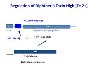 Regulation of Diphtheria Toxin High [Fe 2+]
dtxR
Fe 2+ + apo DtxR
[Fe 2+
*DtxR]
p
C diphtheriae
dtxR= repressor protein
NO Toxin Produced
tox
Corynebacteriophage beta
o
P
 