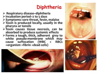 Diphtheria
 Respiratory disease–diphtheria
Incubation period–2 to 5 days
Symptoms: sore throat, fever, malaise
Toxin is produced locally, usually in the
pharynx or tonsils
Toxin causes tissue necrosis, can be
absorbed to produce systemic effects
Forms a tough, thick, adherent grey to
white pseudo-membrane which may
cause suffocation (WBC + RBCs
+organism +fibrin +dead cells)
 