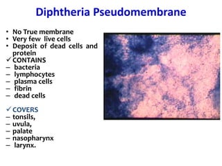 Diphtheria Pseudomembrane
• No True membrane
• Very few live cells
• Deposit of dead cells and
protein
CONTAINS
– bacteria
– lymphocytes
– plasma cells
– fibrin
– dead cells
COVERS
– tonsils,
– uvula,
– palate
– nasopharynx
– larynx.
 