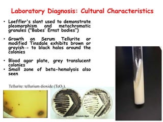 Laboratory Diagnosis: Cultural Characteristics
• Loeffler's slant used to demonstrate
pleomorphism and metachromatic
granules ("Babes’ Ernst bodies“)
• Growth on Serum Tellurite or
modified Tinsdale exhibits brown or
grayish→ to black halos around the
colonies
• Blood agar plate, grey translucent
colonies
• Small zone of beta-hemolysis also
seen
Tellurite: tellurium dioxide (TeO2).
 