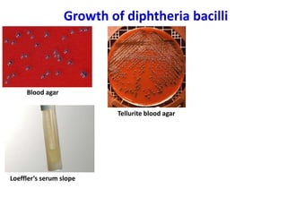 Growth of diphtheria bacilli
Blood agar
Loeffler’s serum slope
Tellurite blood agar
 