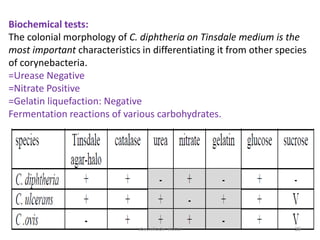 Biochemical tests:
The colonial morphology of C. diphtheria on Tinsdale medium is the
most important characteristics in differentiating it from other species
of corynebacteria.
=Urease Negative
=Nitrate Positive
=Gelatin liquefaction: Negative
Fermentation reactions of various carbohydrates.
39
abed elkader elottol
 