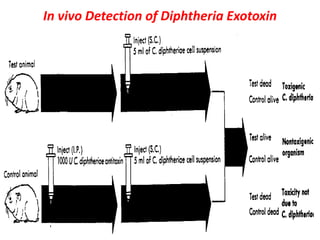 In vivo Detection of Diphtheria Exotoxin
 