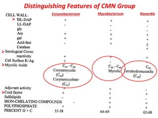 Distinguishing Features of CMN Group
Corynebacterium Mycobacterium Nocardia




 