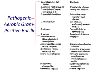 Pathogenic
Aerobic Gram-
Positive Bacilli
 