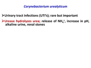 Urinary tract infections (UTI’s); rare but important
Urease hydrolyzes urea; release of NH4
+, increase in pH,
alkaline urine, renal stones
Corynebacterium urealyticum
 