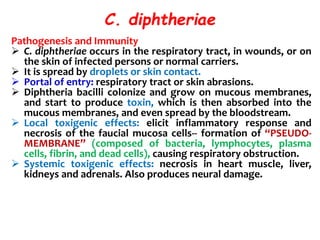 C. diphtheriae
Pathogenesis and Immunity
 C. diphtheriae occurs in the respiratory tract, in wounds, or on
the skin of infected persons or normal carriers.
 It is spread by droplets or skin contact.
 Portal of entry: respiratory tract or skin abrasions.
 Diphtheria bacilli colonize and grow on mucous membranes,
and start to produce toxin, which is then absorbed into the
mucous membranes, and even spread by the bloodstream.
 Local toxigenic effects: elicit inflammatory response and
necrosis of the faucial mucosa cells-- formation of “PSEUDO-
MEMBRANE” (composed of bacteria, lymphocytes, plasma
cells, fibrin, and dead cells), causing respiratory obstruction.
 Systemic toxigenic effects: necrosis in heart muscle, liver,
kidneys and adrenals. Also produces neural damage.
 