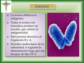  La toxina diftérica es
antigénica
 Tratar la toxina con
formalina produce un
toxoide, que retiene la
antigenicidad
 Este proceso desactiva al
fragmento B y A.
 Estudios moleculares de la
subunidad A sugieren la
inmunización haga que sea
incapaz de fijar EF-2.
 