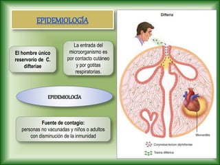 La entrada del
microorganismo es
por contacto cutáneo
y por gotitas
respiratorias.
EPIDEMIOLOGÍA
El hombre único
reservorio de C.
difteriae
Fuente de contagio:
personas no vacunadas y niños o adultos
con disminución de la inmunidad
 