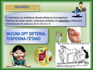 El tratamiento con antibióticos eficaces elimina el microorganismo
•Retirada del cuerpo extraño, tratamiento antibiótico con penicilina y eritromicina.
•Administración de antitoxina 20 mil- 80 mil U IV
 