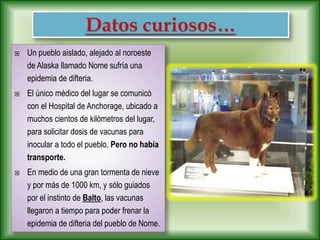  Un pueblo aislado, alejado al noroeste
de Alaska llamado Nome sufría una
epidemia de difteria.
 El único médico del lugar se comunicó
con el Hospital de Anchorage, ubicado a
muchos cientos de kilómetros del lugar,
para solicitar dosis de vacunas para
inocular a todo el pueblo. Pero no había
transporte.
 En medio de una gran tormenta de nieve
y por más de 1000 km, y sólo guiados
por el instinto de Balto, las vacunas
llegaron a tiempo para poder frenar la
epidemia de difteria del pueblo de Nome.
 