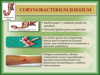 • bacilos gram +, catalasas positivos,
aerobios.
• Necesita lípidos para su nutrición.
•Los ácidos grasos son componentes
básicos para la síntesis de la pared
celular, que contribuyen a la resistencia a
diferentes antibióticos
•Patógeno oportunista, coloniza
comúnmente la piel, especialmente a
pacientes inmunodeprimidos con
alteraciones hematológicas o catéteres
intravasculares
 