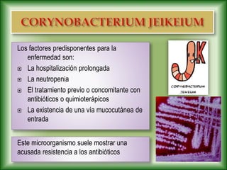 Los factores predisponentes para la
enfermedad son:
 La hospitalización prolongada
 La neutropenia
 El tratamiento previo o concomitante con
antibióticos o quimioterápicos
 La existencia de una vía mucocutánea de
entrada
Este microorganismo suele mostrar una
acusada resistencia a los antibióticos
 