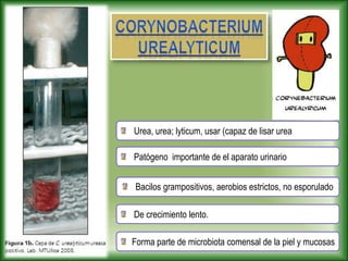 Bacilos grampositivos, aerobios estrictos, no esporulado
Urea, urea; lyticum, usar (capaz de lisar urea
Patógeno importante de el aparato urinario
Forma parte de microbiota comensal de la piel y mucosas
De crecimiento lento.
 