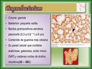 • Coryne: garrote
• Bakterion: pequeña varilla
• Bacilos grampositivos aerobios
pleomorfo (0,3 a 0.8 * 1 a 8 um)
• Contenido de guanina más citosina
• Su pared celular que contiene
arabinosa, galactosa, ácido meso-
DAP) y cadenas cortas de ácidos
micólicos(22 – 36C).
 