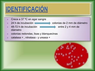  Crece a 37 ºC en agar sangre
 24 h de incubación colonias de 2 mm de diámetro
 48-72 h de incubación entre 2 y 4 mm de
diámetro
 colonias redondas, lisas y blanquecinas
 catalasa + , nitratasa - y ureasa +
 