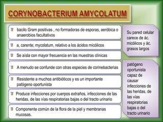 Su pared celular
carece de ác.
micólicos y ác.
grasos largos
patógeno
oportunista
capaz de
causar
infecciones de
las heridas, de
las vías
respiratorias
bajas o del
tracto urinario
A menudo se confunde con otras especies de corinebacterias
a, carente; mycolatum, relativo a los ácidos micólicos
Se aísla con mayor frecuencia en las muestras clínicas
Produce infecciones por cuerpos extraños, infecciones de las
heridas, de las vías respiratorias bajas o del tracto urinario
Resistente a muchos antibióticos y es un importante
patógeno oportunista
Componente común de la flora de la piel y membranas
mucosas.
bacilo Gram positivas , no formadoras de esporas, aeróbica o
anaerobios facultativos
 