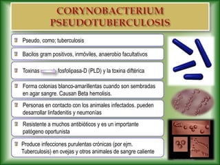 Personas en contacto con los animales infectados. pueden
desarrollar linfadenitis y neumonías
Pseudo, como; tuberculosis
Forma colonias blanco-amarillentas cuando son sembradas
en agar sangre. Causan Beta hemolisis.
Produce infecciones purulentas crónicas (por ejm.
Tuberculosis) en ovejas y otros animales de sangre caliente
Resistente a muchos antibióticos y es un importante
patógeno oportunista
Bacilos gram positivos, inmóviles, anaerobio facultativos
Toxinas …… fosfolipasa-D (PLD) y la toxina diftérica
 