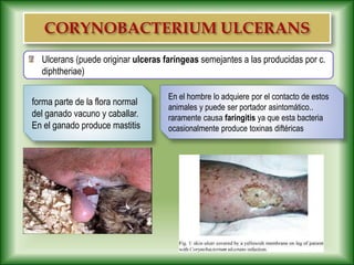 forma parte de la flora normal
del ganado vacuno y caballar.
En el ganado produce mastitis
En el hombre lo adquiere por el contacto de estos
animales y puede ser portador asintomático..
raramente causa faringitis ya que esta bacteria
ocasionalmente produce toxinas diftéricas
Ulcerans (puede originar ulceras faríngeas semejantes a las producidas por c.
diphtheriae)
 