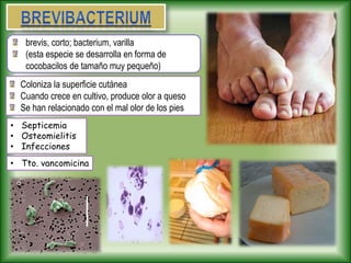 Coloniza la superficie cutánea
Cuando crece en cultivo, produce olor a queso
Se han relacionado con el mal olor de los pies
• Septicemia
• Osteomielitis
• Infecciones
• Tto. vancomicina
brevis, corto; bacterium, varilla
(esta especie se desarrolla en forma de
cocobacilos de tamaño muy pequeño)
 