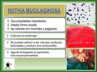 Coloniza la orofaringe
Se pueden adherir a las válvulas cardiacas
lesionadas y producir una endocarditis
Agente emergente en pacientes
inmunocomprometidos.
Dos propiedades importantes:
Adopta forma cocoide
las colonias son mucoides y pegajosas
 