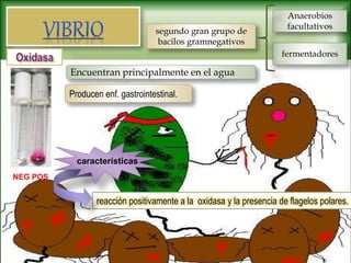segundo gran grupo de
bacilos gramnegativos
Anaerobios
facultativos
fermentadores
reacción positivamente a la oxidasa y la presencia de flagelos polares.
características
NEG POS
Encuentran principalmente en el agua
Producen enf. gastrointestinal.
 