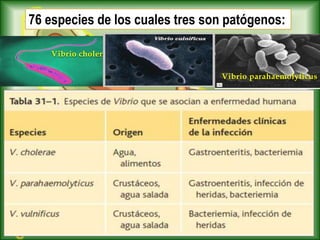 76 especies de los cuales tres son patógenos:
Vibrio cholerae
Vibrio parahaemolyticus
 