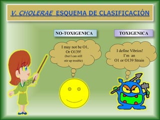 I define Vibrios!
I’m an
O1 or O139 Strain
NO-TOXIGENICA TOXIGENICA
I may not be O1,
Or O139!
(but I can still
stir up trouble)
 