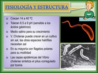  Crecen 14 a 40 ºC
 Toleran 6.5 a 9 pH (sensible a los
ácidos gástricos)
 Medio salino para su crecimiento
 V. Cholerae puede crecer en un cultivo
sin sal, las otras especies halófilas
necesitan sal
 En su mayoría con flagelos polares
para su motilidad
 Las cepas epidémicas del Vibrio
cholerae sintetiza el pilus corregulado
por toxina
 