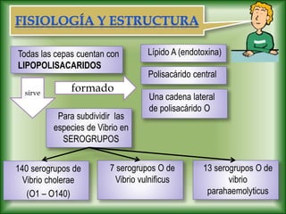 Todas las cepas cuentan con
LIPOPOLISACARIDOS
Lípido A (endotoxina)
Polisacárido central
Una cadena lateral
de polisacárido O
Para subdividir las
especies de Vibrio en
SEROGRUPOS
140 serogrupos de
Vibrio cholerae
(O1 – O140)
7 serogrupos O de
Vibrio vulnificus
13 serogrupos O de
vibrio
parahaemolyticus
formado
sirve
 
