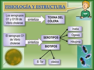 Los serogrupos
O1 y O139 de
Vibrio cholerae
TOXINA DEL
CÓLERA
SEROTIPOS
Inaba
El serogrupo O1
de Vibrio
cholerae
El Tor
sintetiza
BIOTIPOS
Ogawa
Hikojima
sintetiza
clásico
 