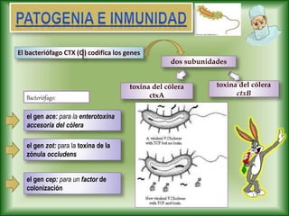 El bacteriófago CTX (O) codifica los genes
dos subunidades
toxina del cólera
ctxA
toxina del cólera
ctxB
Bacteriófago:
el gen ace: para la enterotoxina
accesoria del cólera
el gen zot: para la toxina de la
zónula occludens
el gen cep: para un factor de
colonización
 