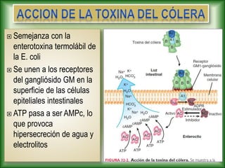  Semejanza con la
enterotoxina termolábil de
la E. coli
 Se unen a los receptores
del gangliósido GM en la
superficie de las células
epiteliales intestinales
 ATP pasa a ser AMPc, lo
que provoca
hipersecreción de agua y
electrolitos
 