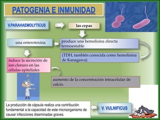 las cepas
produce una hemolisina directa
termoestable
una enterotoxina
induce la secreción de
ion cloruro en las
células epiteliales
aumento de la concentración intracelular de
calcio.
La producción de cápsula realiza una contribución
fundamental a la capacidad de este microorganismo de
causar infecciones diseminadas graves.
(TDH, también conocida como hemolisina
de Kanagawa)
 
