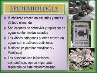  V. cholerae crecen en estuarios y mares
de todo el mundo
 Son capaces de sobrevivir y replicarse en
aguas contaminadas saladas
 Los vibrios patógenos pueden crecer en
aguas con crustáceos quitinosos.
 Mariscos (v. parahaemolyticus y v.
Vulnificus)
 Las personas con infecciones
asintomáticas son un importante
reservorio de este microorganismo
 