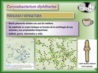 • Bacilo pleomorfo teñidos con azul de metileno
• Se subdivide en cuatro biotipos en función de la morfología de sus
colonias y sus propiedades bioquímicas:
• belfanti, gravís, intermedíus y mitis.
 