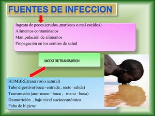 Ingesta de peces (crudos ,mariscos o mal cocidos)
Alimentos contaminados
Manipulación de alimentos
Propagación en los centros de salud
MODODE TRANSMISION
HOMBRE(reservorio natural)
Tubo digestivo(boca –entrada , recto salida)
Transmisión (ano-mano –boca , mano –boca)
Desnutrición , bajo nivel socioeconómico
Falta de higiene
 