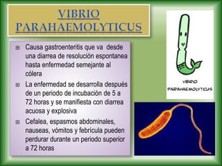  Causa gastroenteritis que va desde
una diarrea de resolución espontanea
hasta enfermedad semejante al
cólera
 La enfermedad se desarrolla después
de un periodo de incubación de 5 a
72 horas y se manifiesta con diarrea
acuosa y explosiva
 Cefalea, espasmos abdominales,
nauseas, vómitos y febrícula pueden
perdurar durante un periodo superior
a 72 horas
 