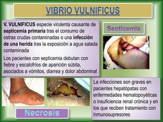 V. VULNIFICUS especie virulenta causante de
septicemia primaria tras el consumo de
ostras crudas contaminadas o una infección
de una herida tras la exposición a agua salada
contaminada
Los pacientes con septicemia debutan con
fiebre y escalofríos de aparición súbita,
asociados a vómitos, diarrea y dolor abdominal
La infecciones son graves en
pacientes hepatópatas con
enfermedades hematopoyéticas
o insuficiencia renal crónica y en
los que reciben tratamiento con
inmunosupresores
 