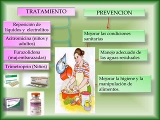 TRATAMIENTO
Reposición de
líquidos y electrolitos
Acitromicina (niños y
adultos)
Furazolidona
(muj.embarazadas)
Trimetroprin (Niños)
PREVENCION
Mejorar las condiciones
sanitarias
Manejo adecuado de
las aguas residuales
Mejorar la higiene y la
manipulación de
alimentos.
 