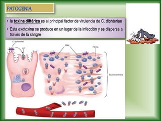 • la toxina diftérica es el principal factor de virulencia de C. diphteriae
• Esta exotoxina se produce en un lugar de la infección y se dispersa a
través de la sangre
 