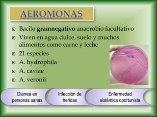  Bacilo gramnegativo anaerobio facultativo
 Viven en agua dulce, suelo y muchos
alimentos como carne y leche
 21 especies
 A. hydrophila
 A. caviae
 A. veronii
Diarrea en
personas sanas
Infección de
heridas
Enfermedad
sistémica oportunista
 