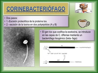• El gen tox que codifica la exotoxina, se introduce
en las cepas de C. difteriae mediante un
bacteriófago lisogénico (beta- fago)
• Dos pasos:
• 1.-Escisión proteolítica de la proteína tox.
• 2.- escisión de la toxina en dos polipéptidos (A y B)
 