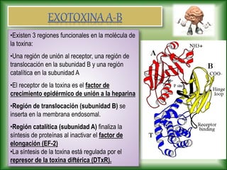 •Existen 3 regiones funcionales en la molécula de
la toxina:
•Una región de unión al receptor, una región de
translocación en la subunidad B y una región
catalítica en la subunidad A
•El receptor de la toxina es el factor de
crecimiento epidérmico de unión a la heparina
•Región de translocación (subunidad B) se
inserta en la membrana endosomal.
•Región catalítica (subunidad A) finaliza la
síntesis de proteínas al inactivar el factor de
elongación (EF-2)
•La síntesis de la toxina está regulada por el
represor de la toxina diftérica (DTxR).
 