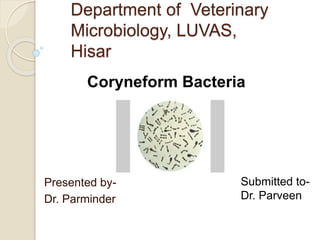 Department of Veterinary
Microbiology, LUVAS,
Hisar
Presented by-
Dr. Parminder
Coryneform Bacteria
Submitted to-
Dr. Parveen
 