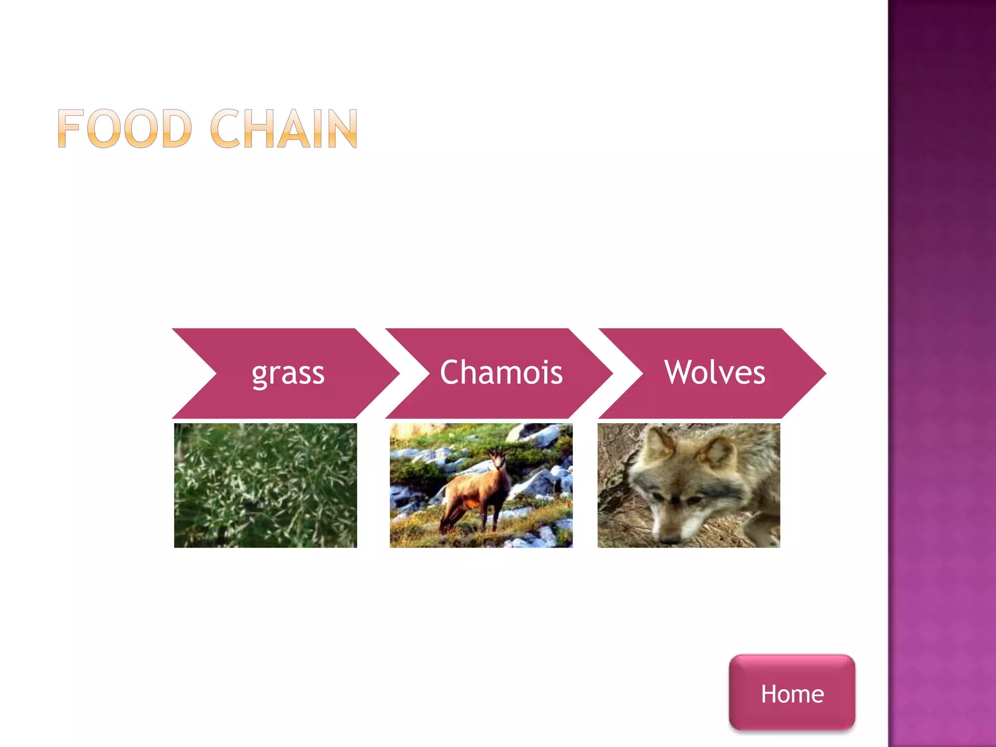 grass   Chamois   Wolves




                       Home
 